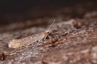 Plutella xylostella
