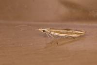 Coleophora