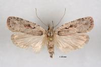 Agonopterix ocellana