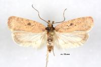 Agonopterix subpropinquella