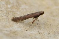 Caloptilia falconipennella
