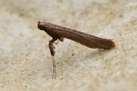 Caloptilia falconipennella