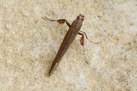 Caloptilia falconipennella
