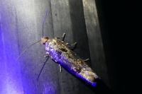 Epinotia maculana