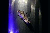 Epinotia maculana
