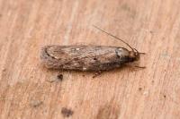 Depressaria albipunctella