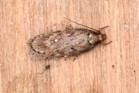 Depressaria albipunctella