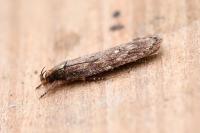 Depressaria albipunctella