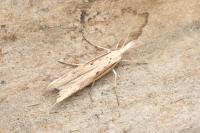 Ypsolopha mucronella