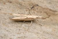 Ypsolopha mucronella