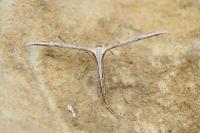 Emmelina monodactyla