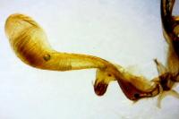 Apotomis betuletana