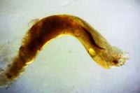 Apotomis betuletana