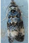 Endothenia