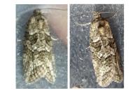 Cnephasia