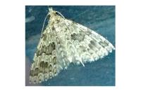 Alucita hexadactyla/bidentata