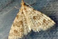 Alucita hexadactyla/bidentata