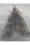 Alucita hexadactyla/bidentata
