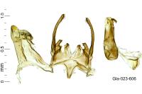 Scrobipalpa