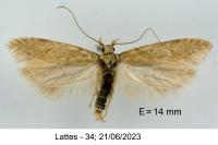 Scrobipalpa