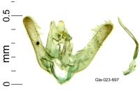 Elachista parvula
