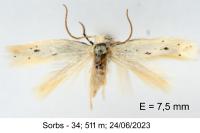 Elachista parvula