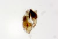 Stomopteryx flavipalpella