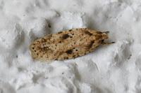 Agonopterix arenella
