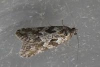 Cnephasia