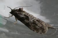 Cnephasia
