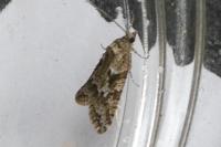 Cnephasia