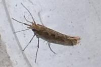 Plutella xylostella