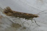 Plutella xylostella