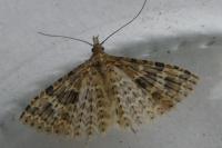 Alucita hexadactyla