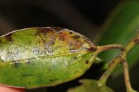 Bucculatrix alaternella