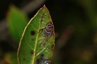 Bucculatrix alaternella