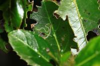 Bucculatrix alaternella