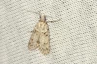 Diurnea fagella