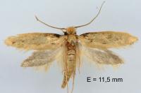 Anomalotinea liguriella