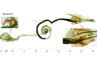 Coleophora medelichensis