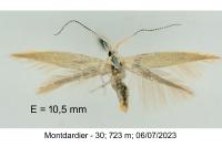 Coleophora medelichensis