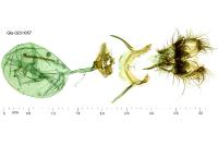 Cnephasia