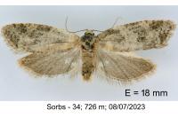 Cnephasia