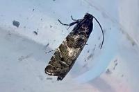 Pammene splendidulana