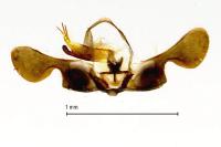 Pammene splendidulana