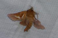 Triodia sylvina