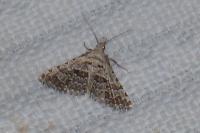 Alucita
