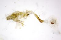 Acleris rhombana