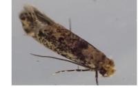 Niditinea fuscella