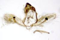 Cnephasia cupressivorana